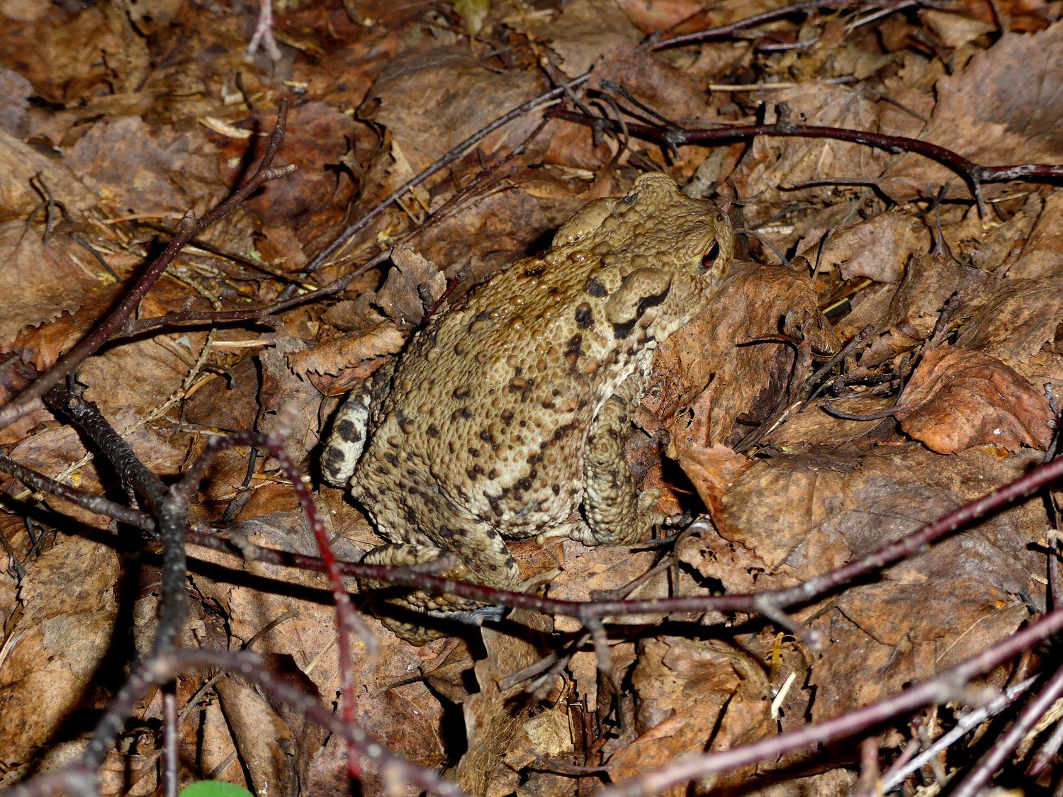 Toad in the national park Skuleskogen